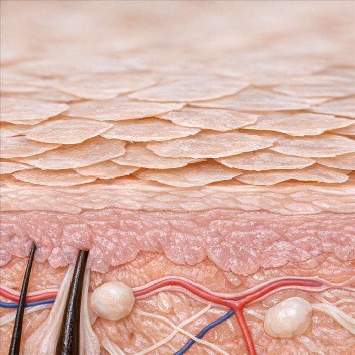 Cornéocyte : définition, rôle et importance dans la peau