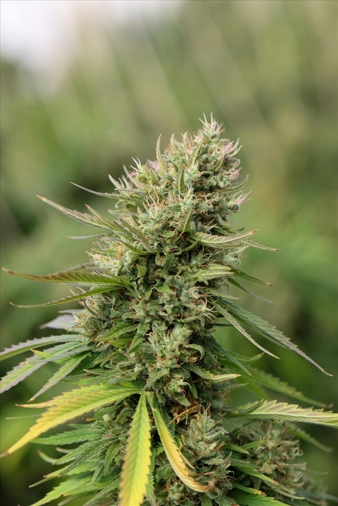 Guide complet sur l'utilisation efficace des fleurs de CBD